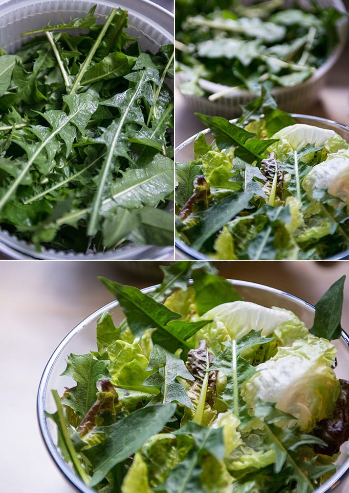 cicoria in salad
