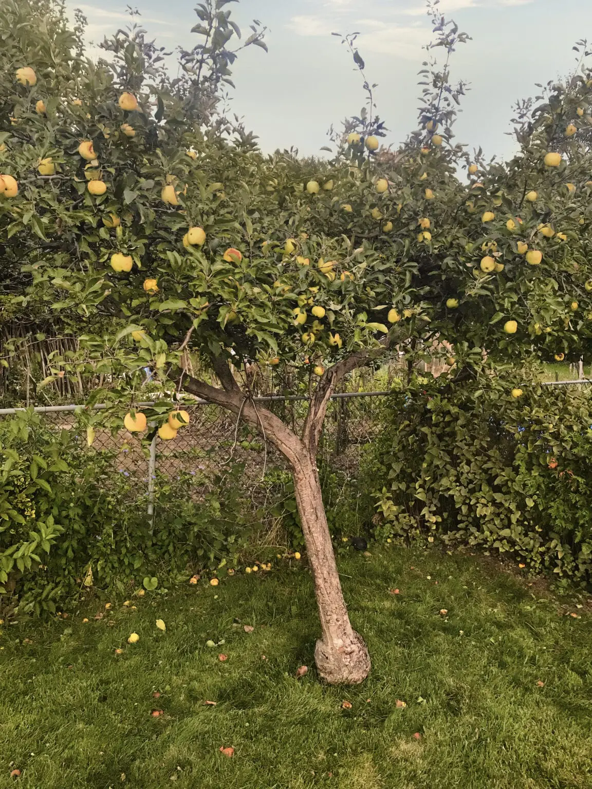 Giovanni-apple-tree