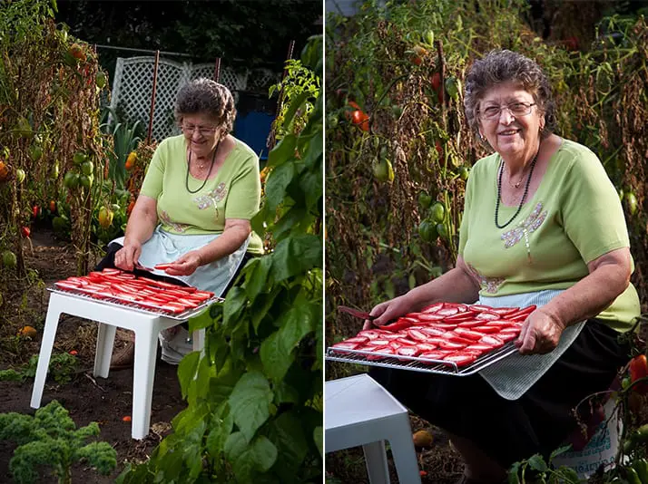 Nonna-Olga-sundrying-tomatoes-in-the-garden