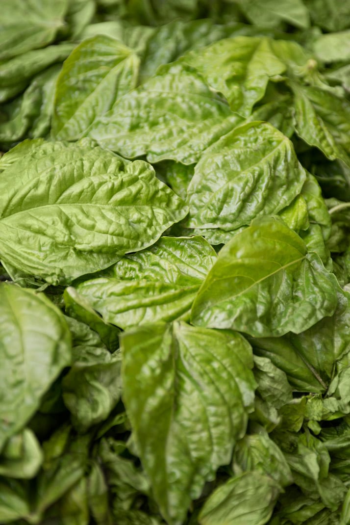 basil-harvest