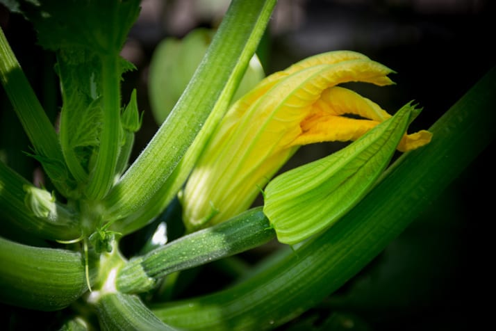 zucchini plant with flower
