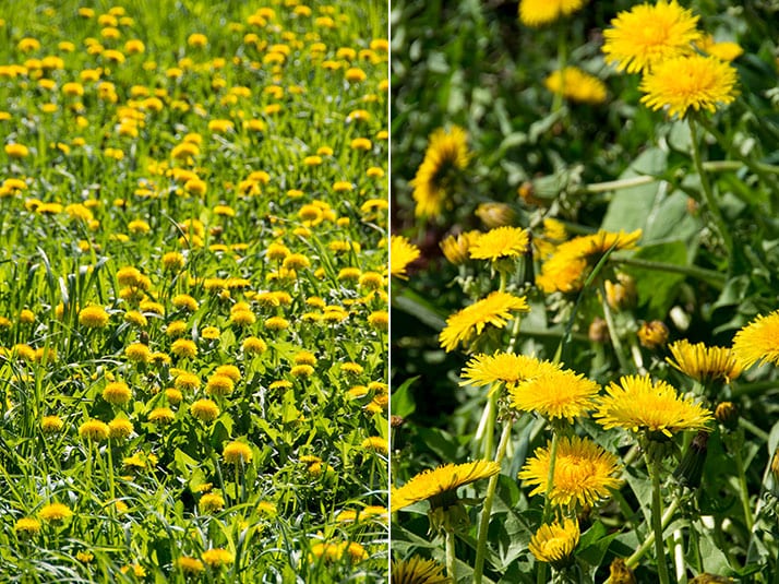 dandelion greens cicoria