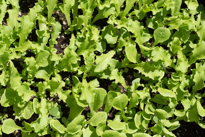 garden-tips-with-nonno-giovanni