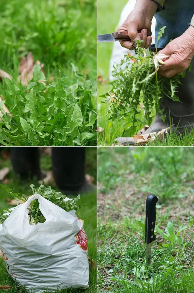 Cicoria, Dandelion Greens And How To Pick Them