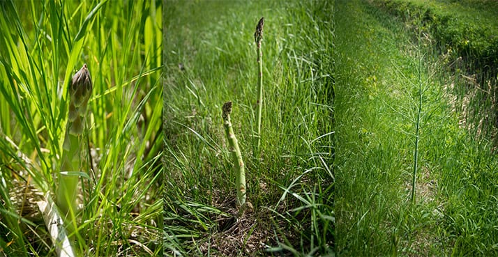 picking wild asparagus