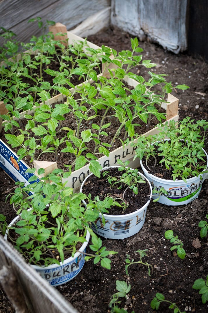 seed-saving-italian-garden