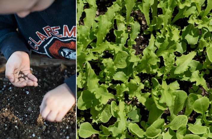 seeding-vegetables